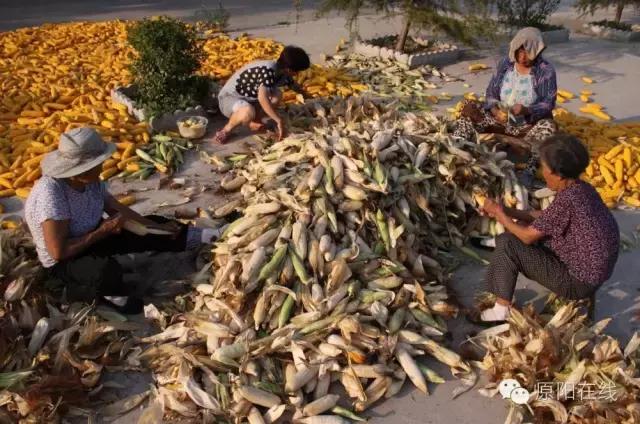 来原阳锄落生、梆玉蜀黍吧！