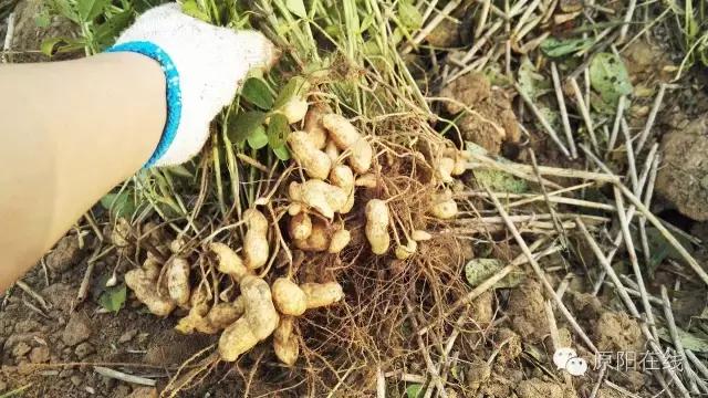 来原阳锄落生、梆玉蜀黍吧！