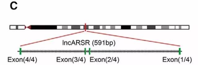 如何查找未知的lncrna序列,文献解读lncrna经典研究思路
