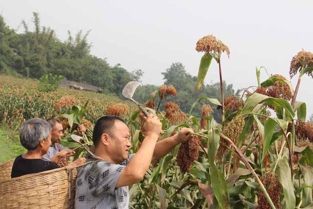 便秘不能吃苹果的原因,得了便秘用什么保健品好