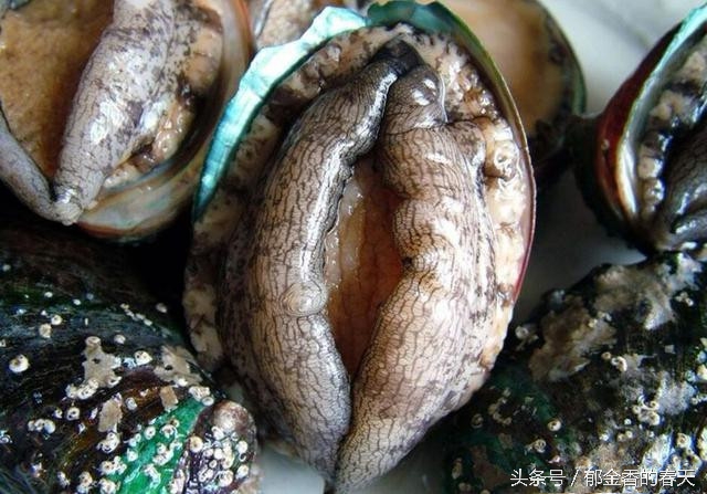 原来这个就是鲍鱼的长相，我孤陋寡闻了。