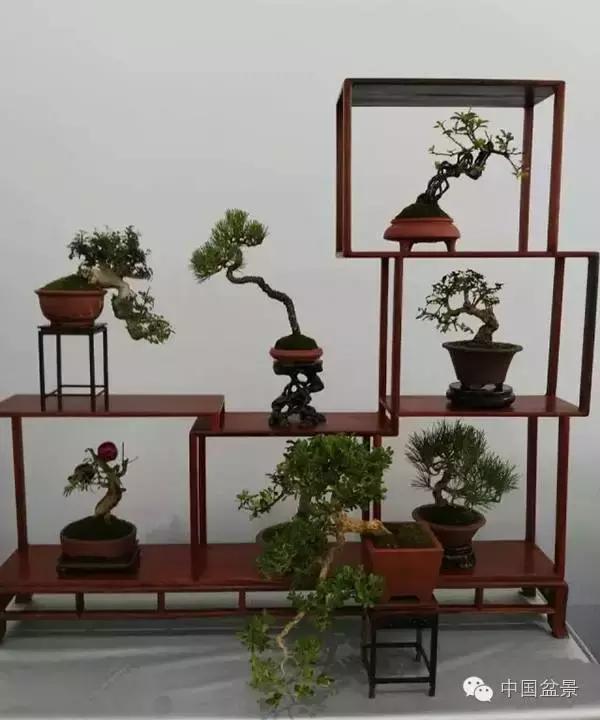 红子刺树桩盆景大全,曲杆式树桩盆景图片