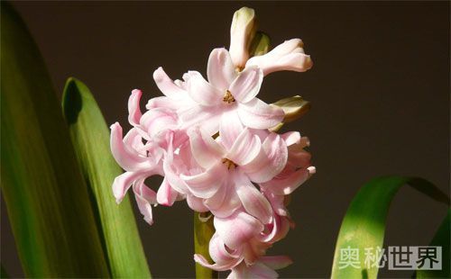 风信子水培开完花后处理流程,水培风信子开花后种球怎么处理