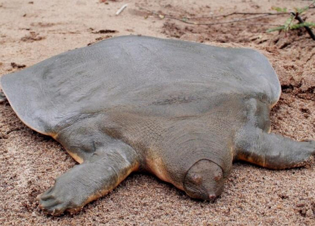 乌龟壳软的像棉花一样这是为什么,刚出壳的乌龟龟壳是不是软的