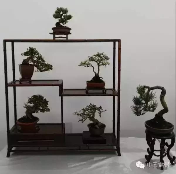 红子刺树桩盆景大全,曲杆式树桩盆景图片