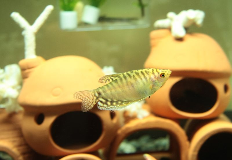 热带小型观赏鱼曼龙鱼一天喂几次,曼龙鱼可以和热带小鱼一起养么