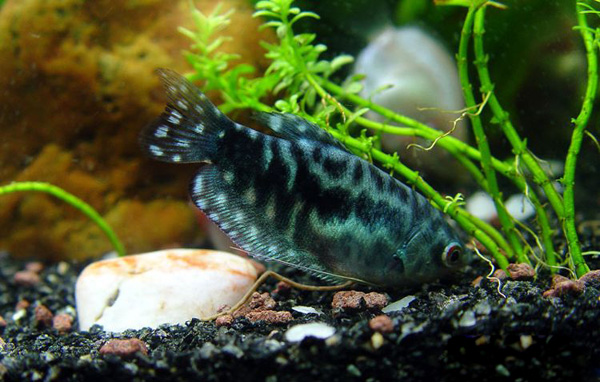 热带小型观赏鱼曼龙鱼一天喂几次,曼龙鱼可以和热带小鱼一起养么