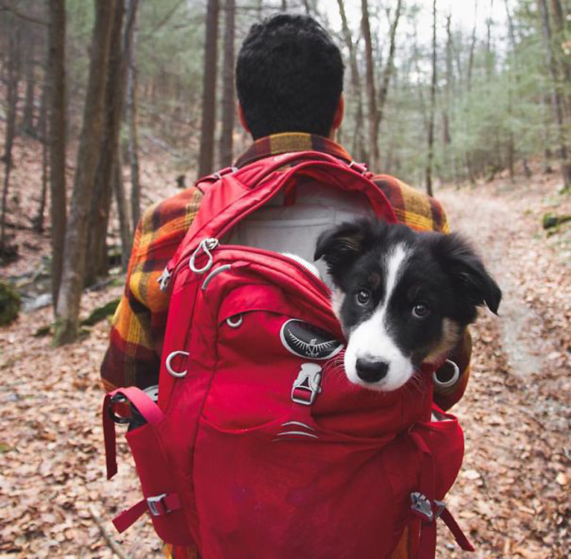 国庆狗狗出去浪,国庆带狗狗适合去哪玩