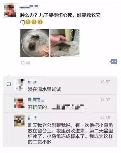 乌龟冻了24小时还能活吗,乌龟被冻成冰块幽默说说