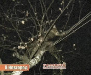 李易峰杨颖拿的什么奖,百花奖angelababy李易峰