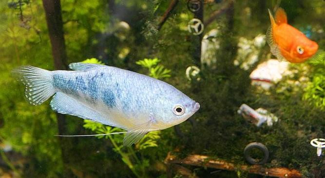 热带小型观赏鱼曼龙鱼一天喂几次,曼龙鱼可以和热带小鱼一起养么