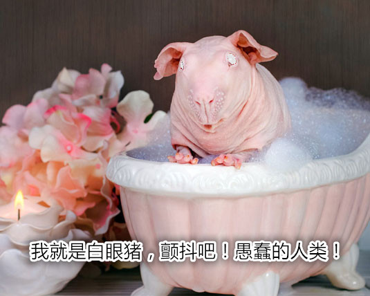 养一只荷兰猪需要花多少钱,养一只荷兰猪需要准备些什么