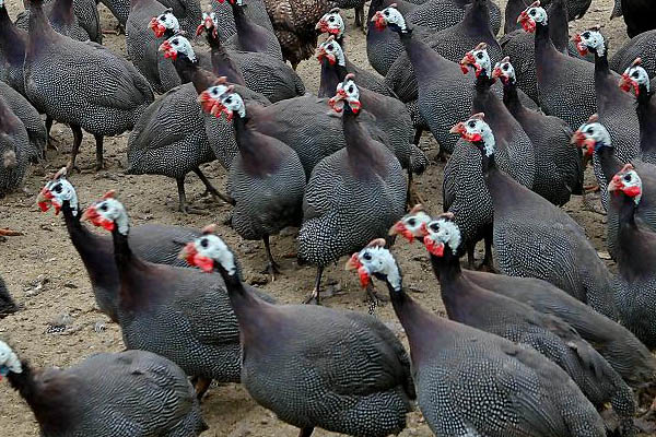 农村养殖小动物养什么好,动物养殖基地有哪些