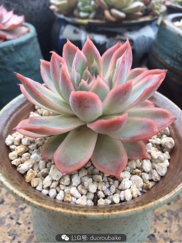 多肉植物新手养护指南最新,多肉植物养护的基础知识