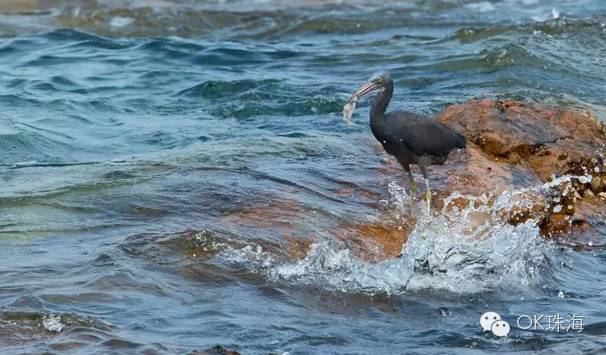 珠海一周游攻略,三天两夜珠海旅游攻略
