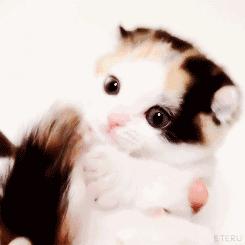 被领养的金毛躲在小角落里,被金毛尾随回家里