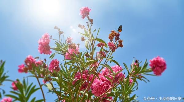 妊娠和肝脏生理变化,妊娠期子宫解剖及生理变化