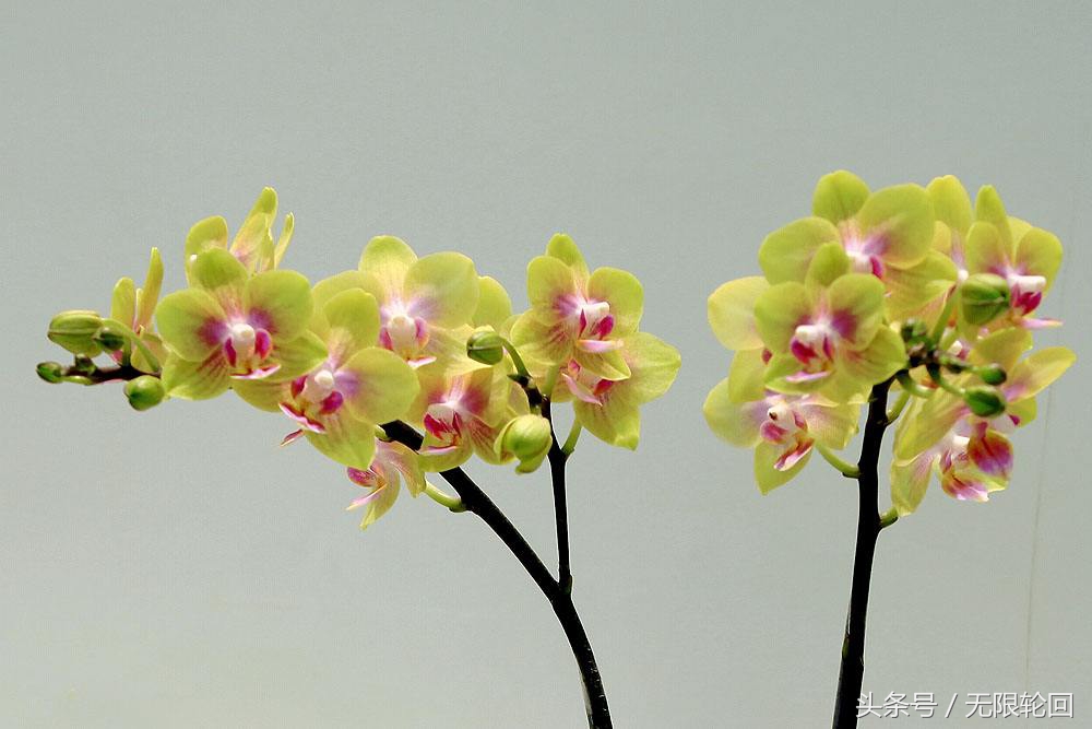 最经典的兰花诗全篇,十首著名的兰花诗句有哪些