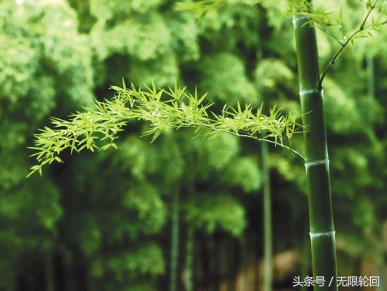 咏竹最经典的十首诗,十大经典咏竹诗