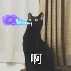 黑猫不吉利是谁说的,黑猫不吉利是真的吗