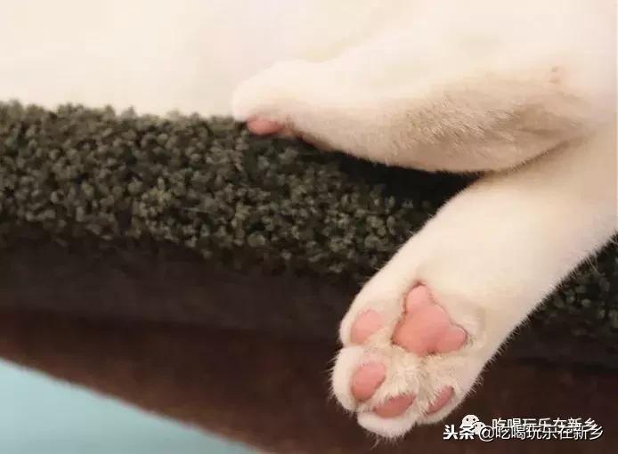 猫主子驾到,猫咪主子驾到