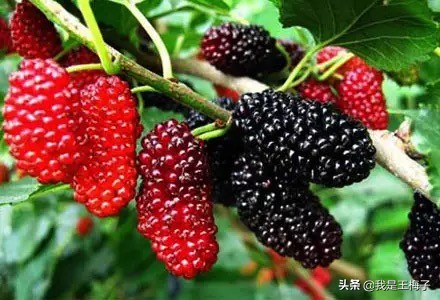 桑葚泡酒最正宗的做法,桑葚泡酒的制作方法和步骤