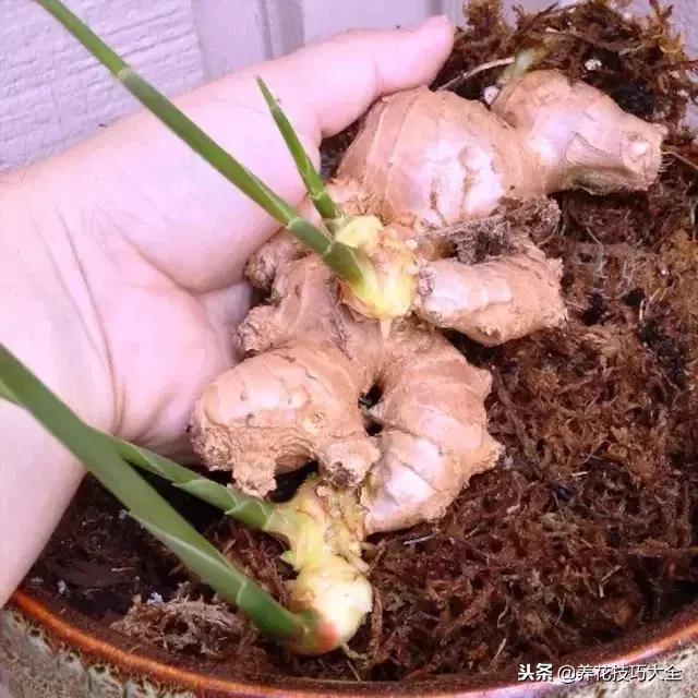 怎样养生姜盆栽,生姜盆栽方法用沙土鸡蛋壳可以吗
