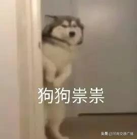 鸟儿偷吃香肠腊肉,香肠腊肉挂外面被鸟吃