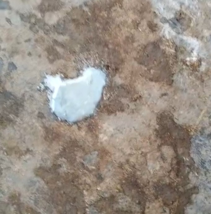 鸭子相互啄对方是怎么回事,如何解决鸭互啄