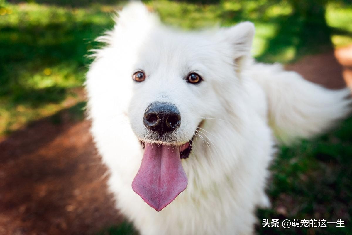 微笑天使萨摩耶优缺点,微笑天使萨摩耶聪明吗