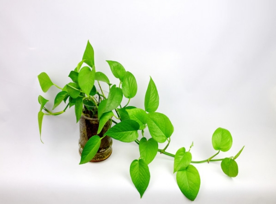 家养植物常见病虫害及防治方式,室内植物常见病虫害有哪些