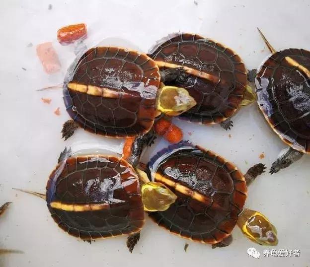 龟龟挑食不吃龟粮了，这可咋办？