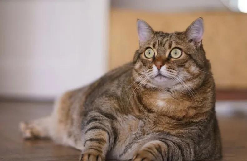 主人以为蓝猫太胖,主人嫌弃猫太胖决定把它丢掉