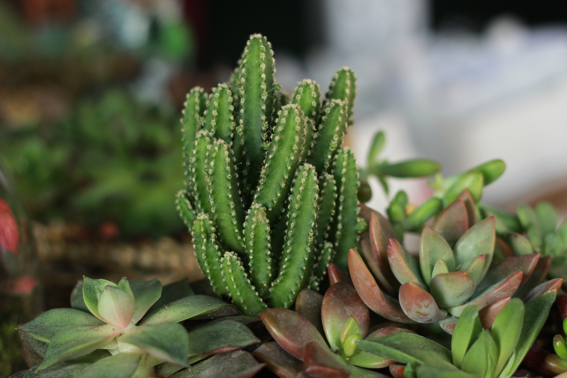 这几种常见的多肉植物有毒，你家里有养吗？