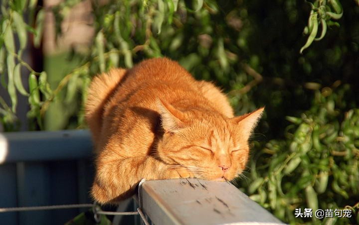 猫咪生理性绝育和隐睾区别,猫咪结扎和绝育的区别