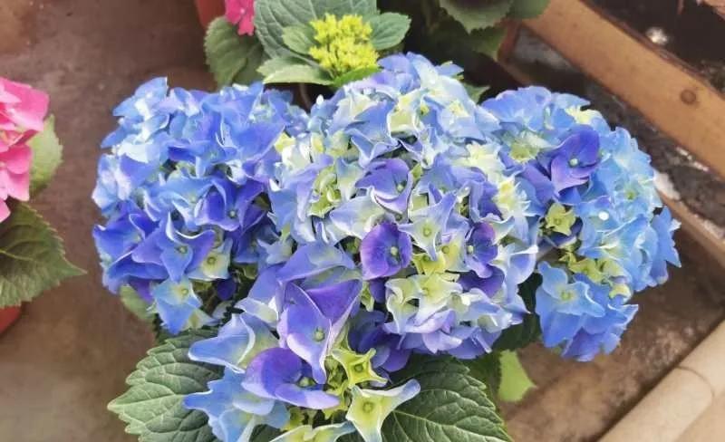 沈阳比较大的花卉市场,沈阳大东北最大花卉市场在哪里