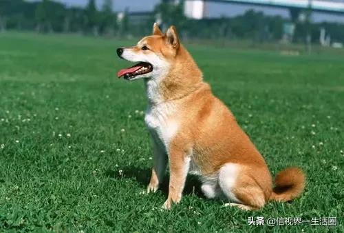 新手养什么宠物既便宜还好养,第一次养什么宠物比较好养又便宜