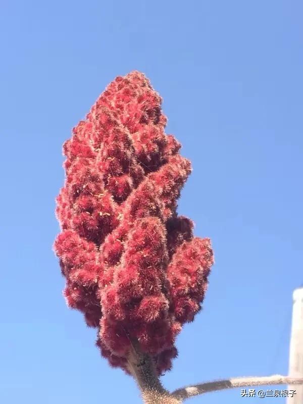 立冬自然风景,立冬雪景山水风景视频