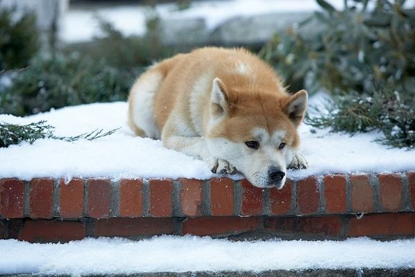 狗狗能够理解死亡吗,狗狗死亡意味着什么