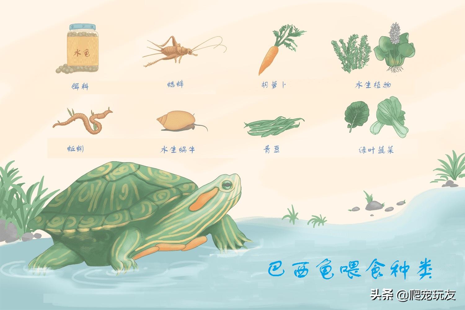 巴西龟比较适合吃什么,巴西龟吃什么才最好