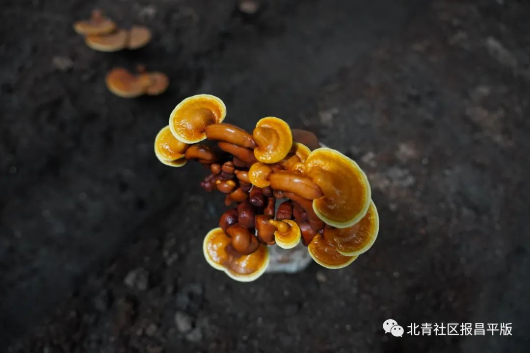 这里的灵芝“朵朵”开，不仅有颜更有料