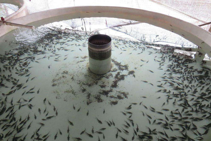 美味的鲟鱼怎么养殖，保持干净的水质，根据体重合理投喂