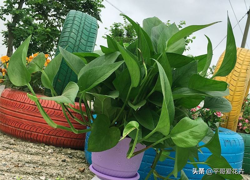 新房子装修放什么植物除甲醛,新房什么植物去除甲醛最好