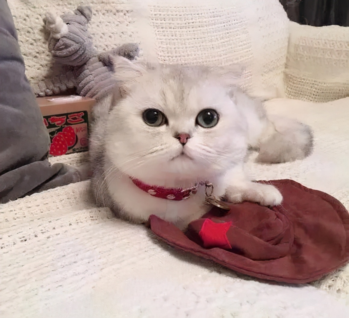 因为养猫产生家庭矛盾该不该弃养,因为养猫和婆婆有矛盾怎么判