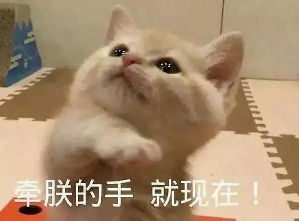 中华田园猫缺点有哪些,中华田园猫有多不受待见