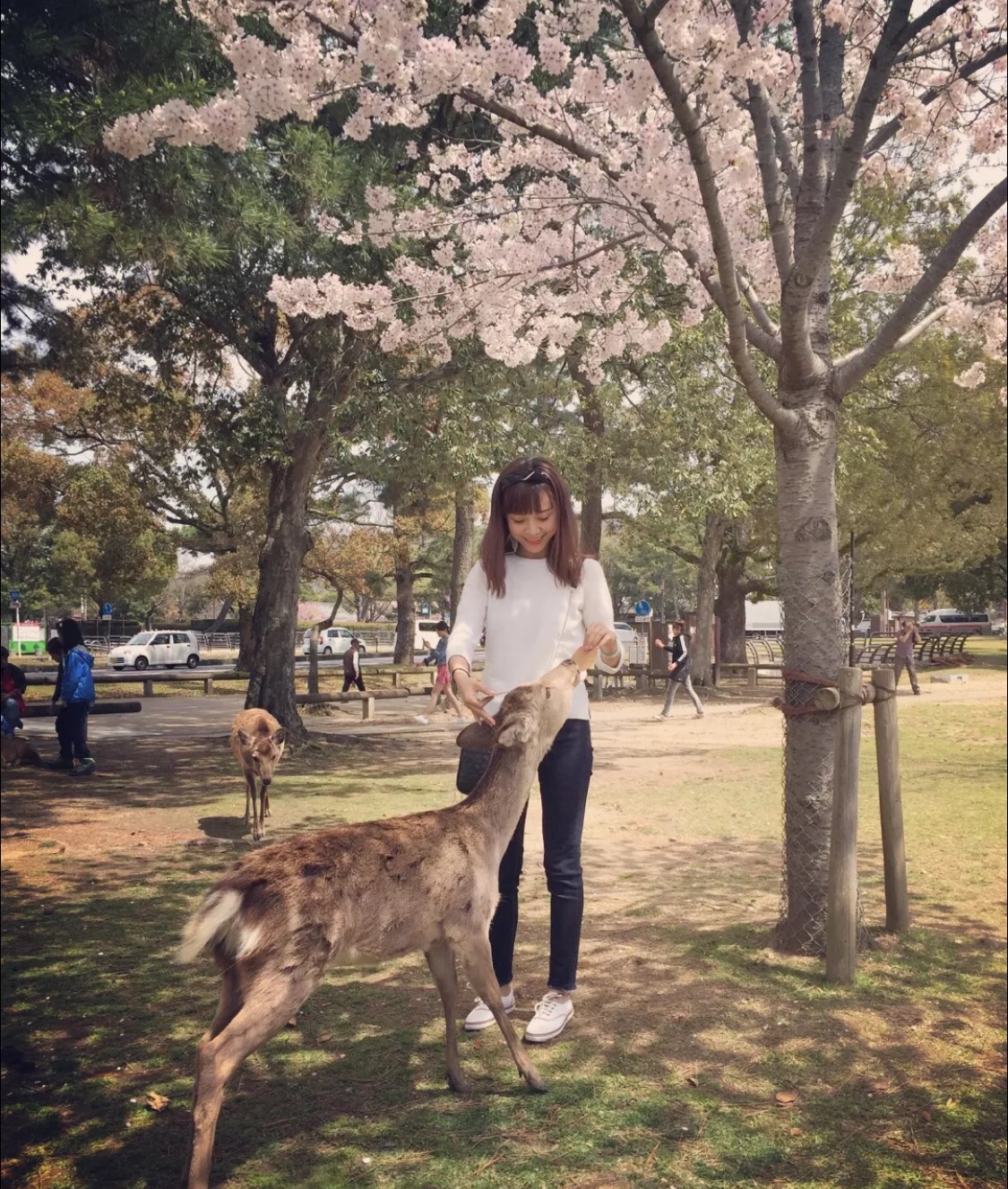 妯辫姳涔嬫梾澶ч槳,鏃ユ湰妯辫姳涔嬫梾