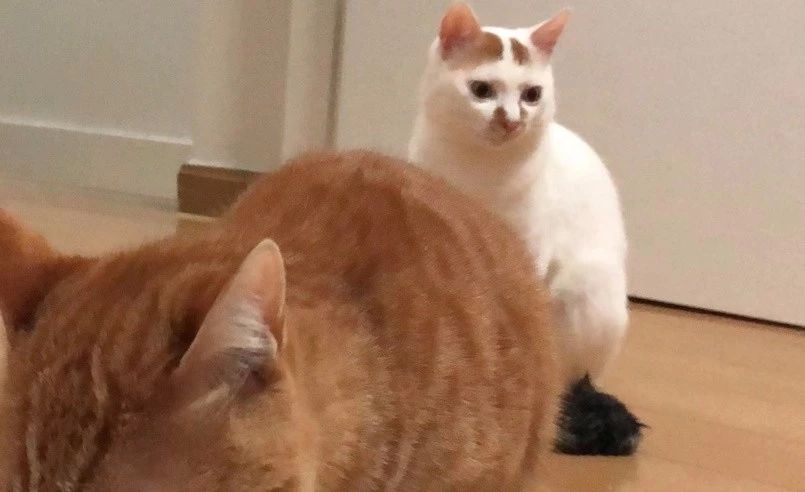 猫突然不吃食物怎么办,猫咪突然不吃猫粮豆瓣