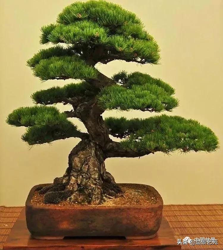 学盆景入门教程书,领会盆景制作视频