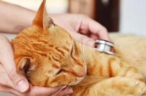 猫这两天不爱吃饭怎么回事,猫不爱吃饭更不爱吃罐头