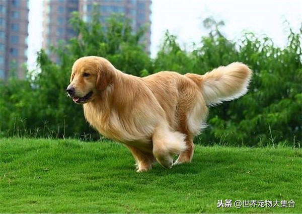 饲养金毛一个月需要多少钱,农村小金毛幼犬的饲养方法